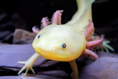Are axolotls endangered. Things To Know About Are axolotls endangered. 